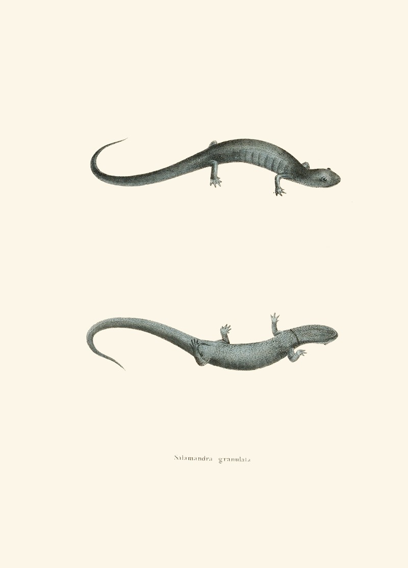 John Edwards Holbrook - Salamandra granulata