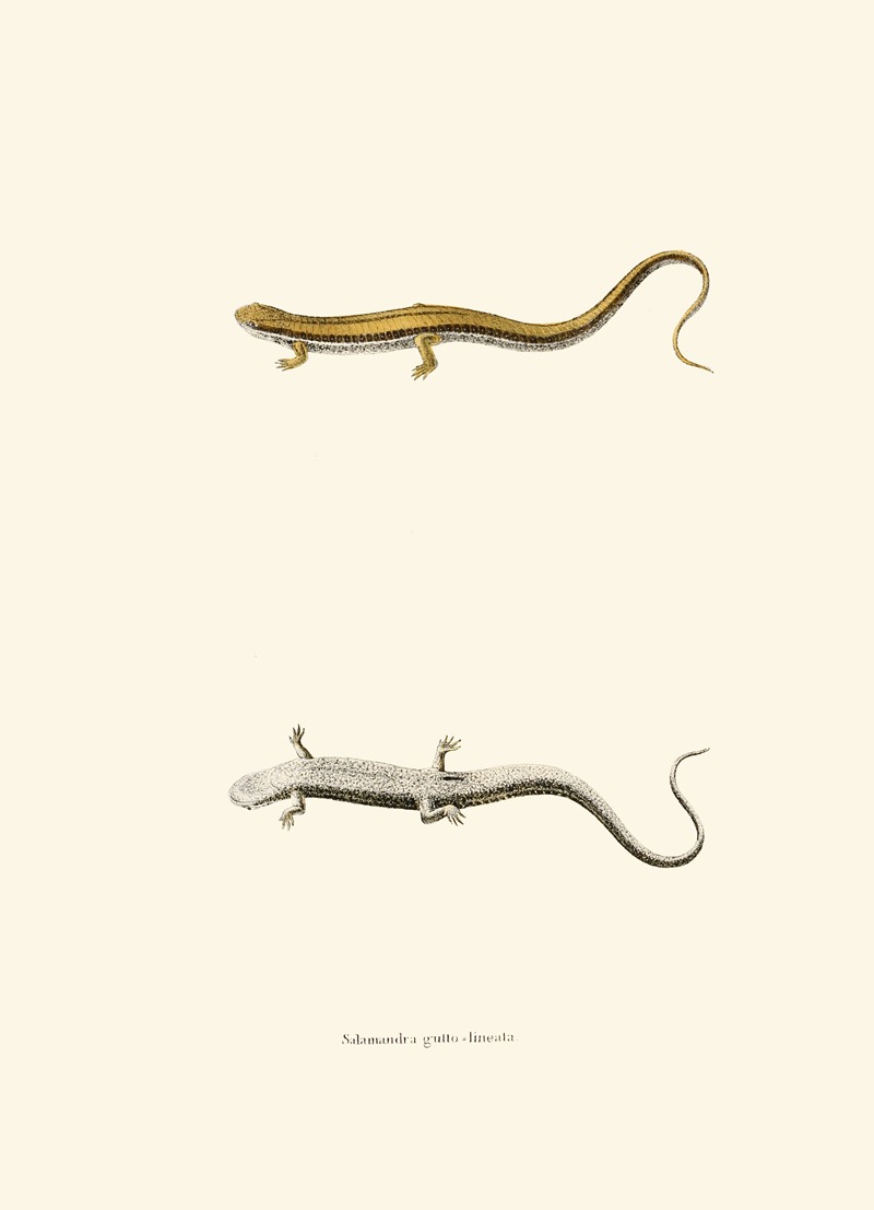 John Edwards Holbrook - Salamandra gutto-lineata
