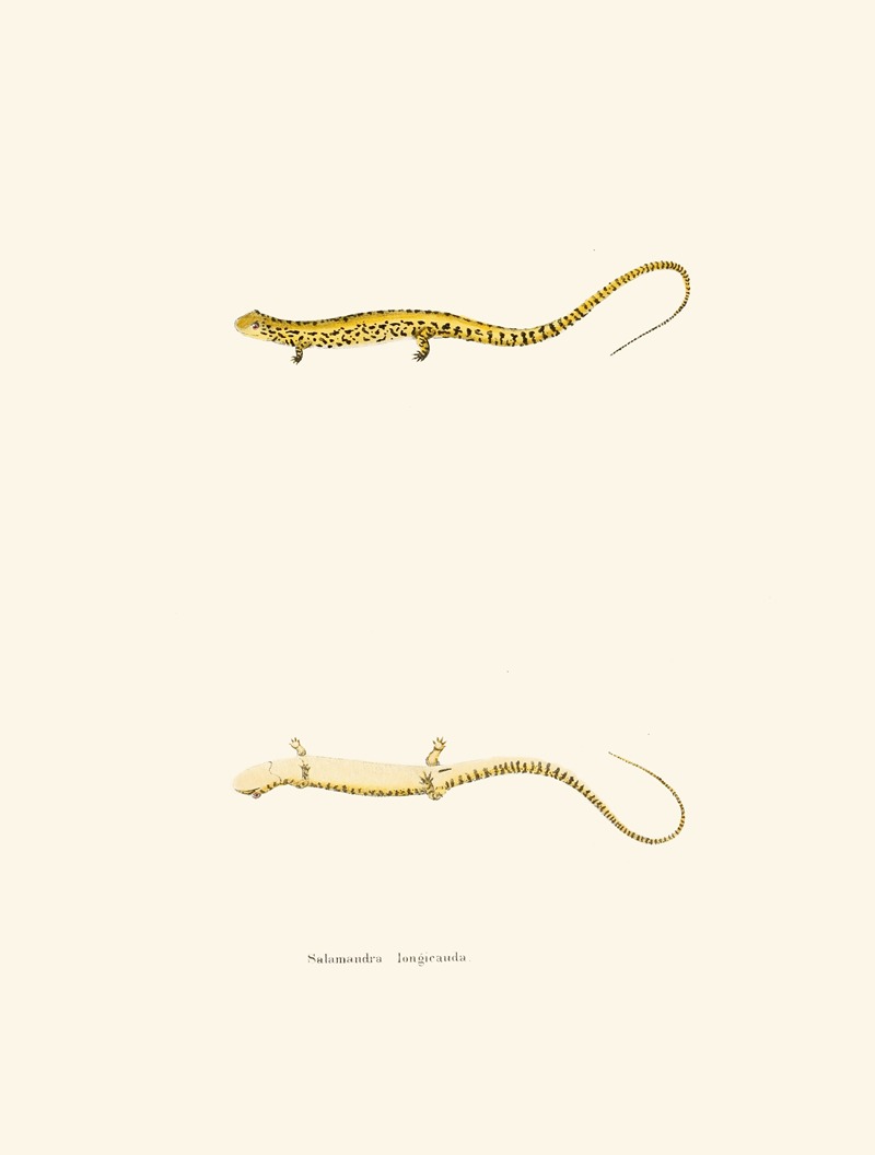 John Edwards Holbrook - Salamandra longicauda