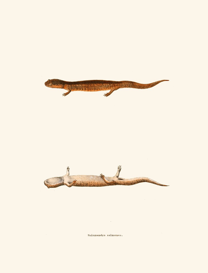John Edwards Holbrook - Salamandra salmonea