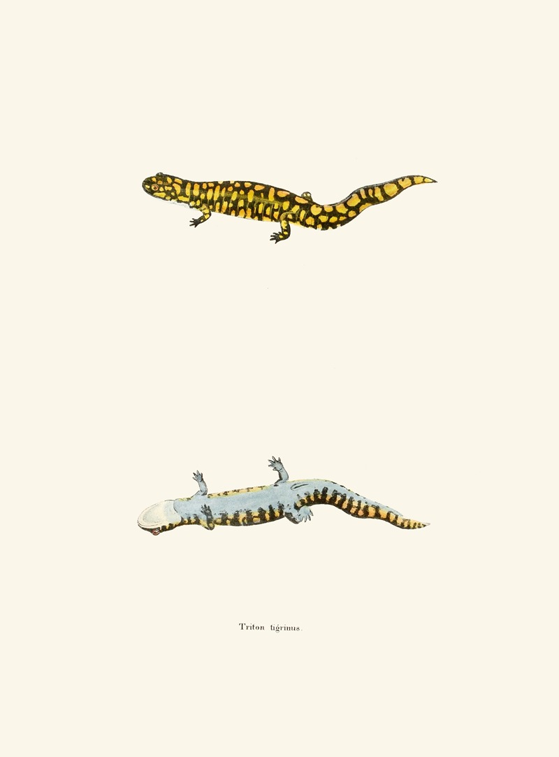John Edwards Holbrook - Triton tigrinus