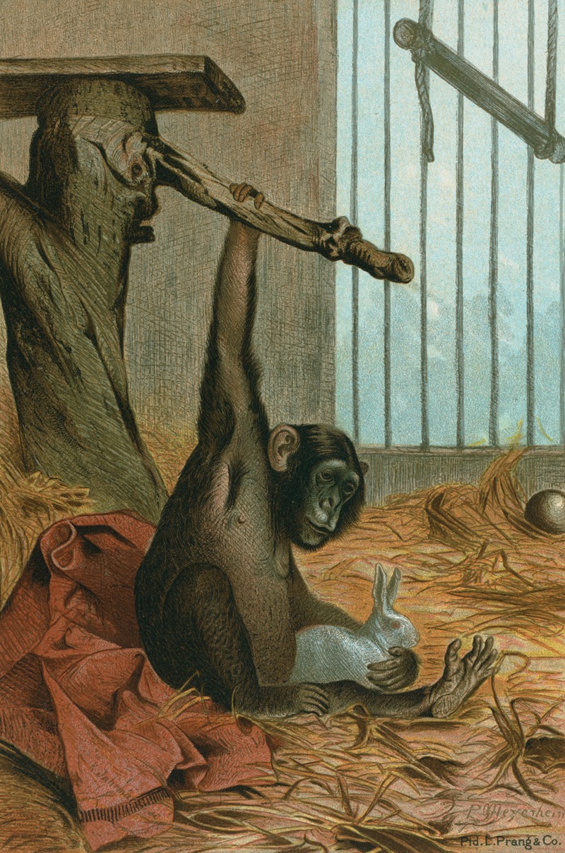 John George Wood - Chimpanzee.