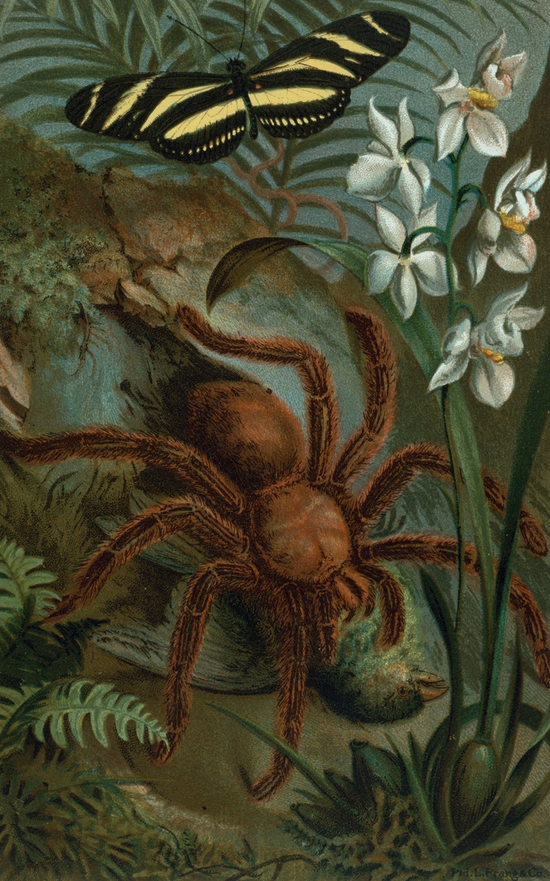 John George Wood - Crab-Spider, or Matoudou.