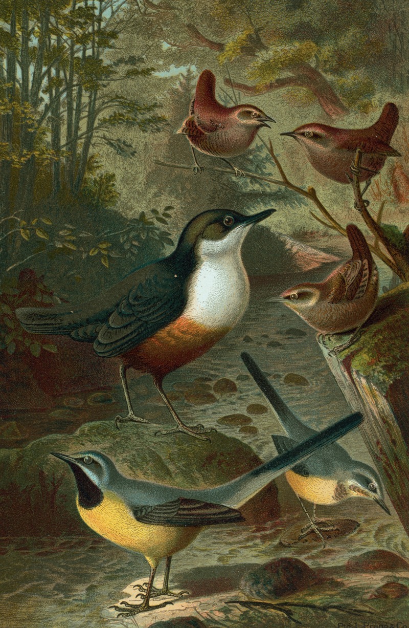 John George Wood - Dipper, Wagtails and Wrens.