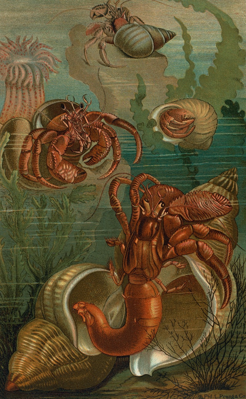 John George Wood - Hermit-Crabs.