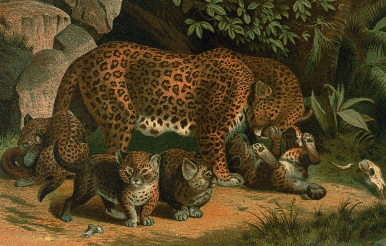 John George Wood - Leopard.