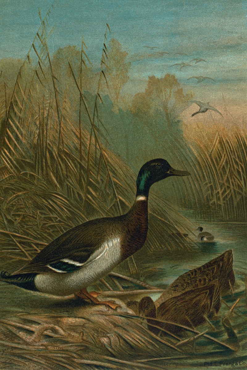 John George Wood - Mallard Duck.