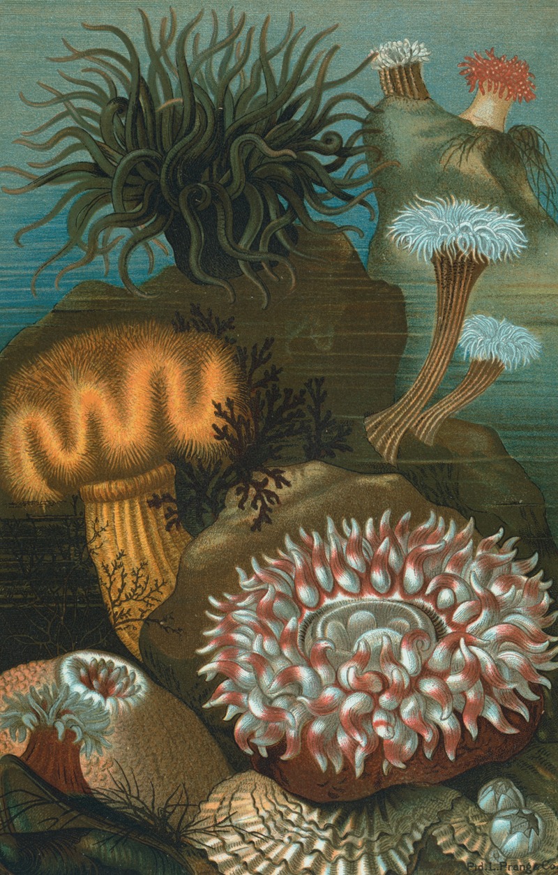 John George Wood - Sea-Anemones.