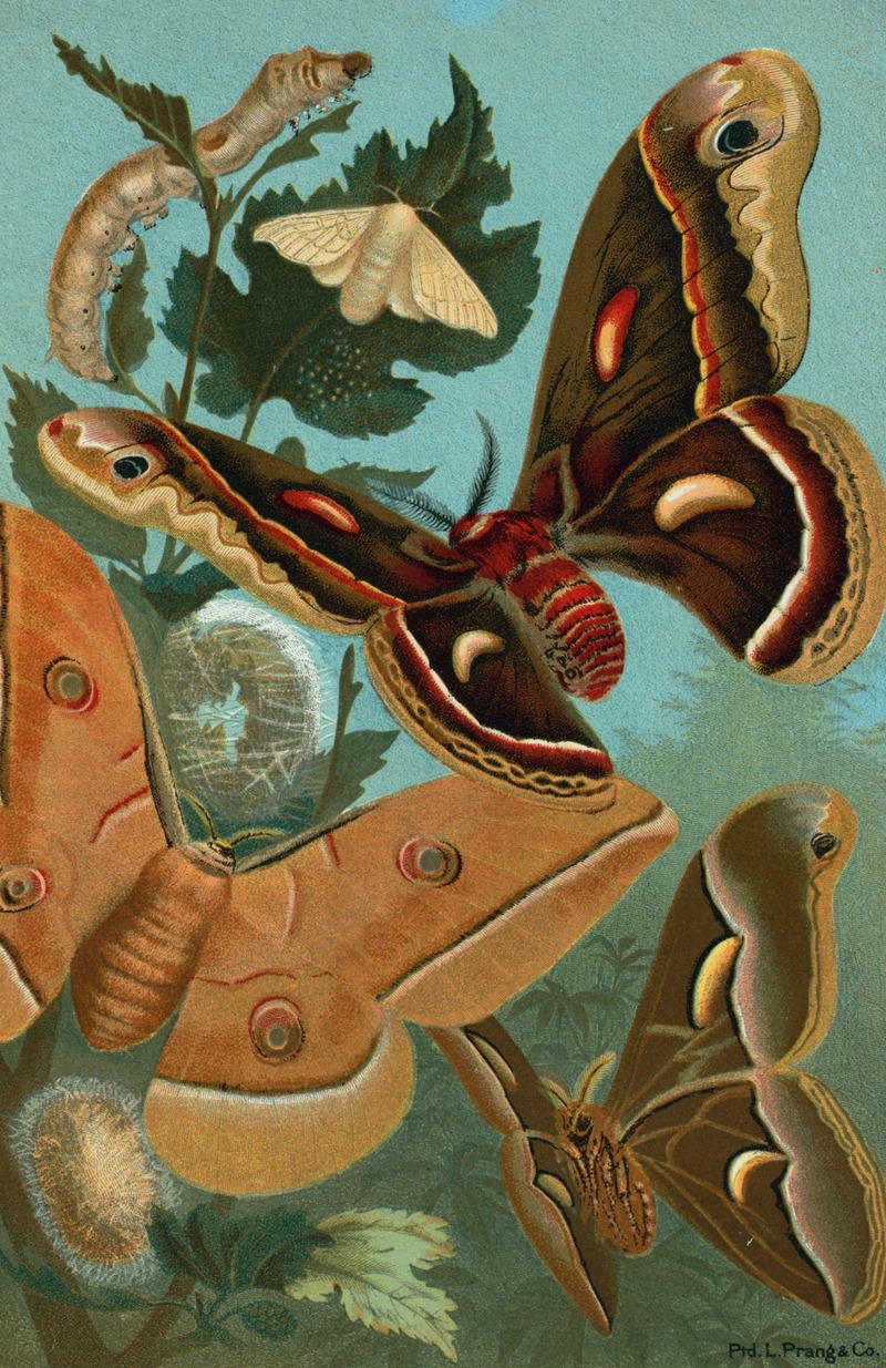 John George Wood - Silk-Worm, and Moths.
