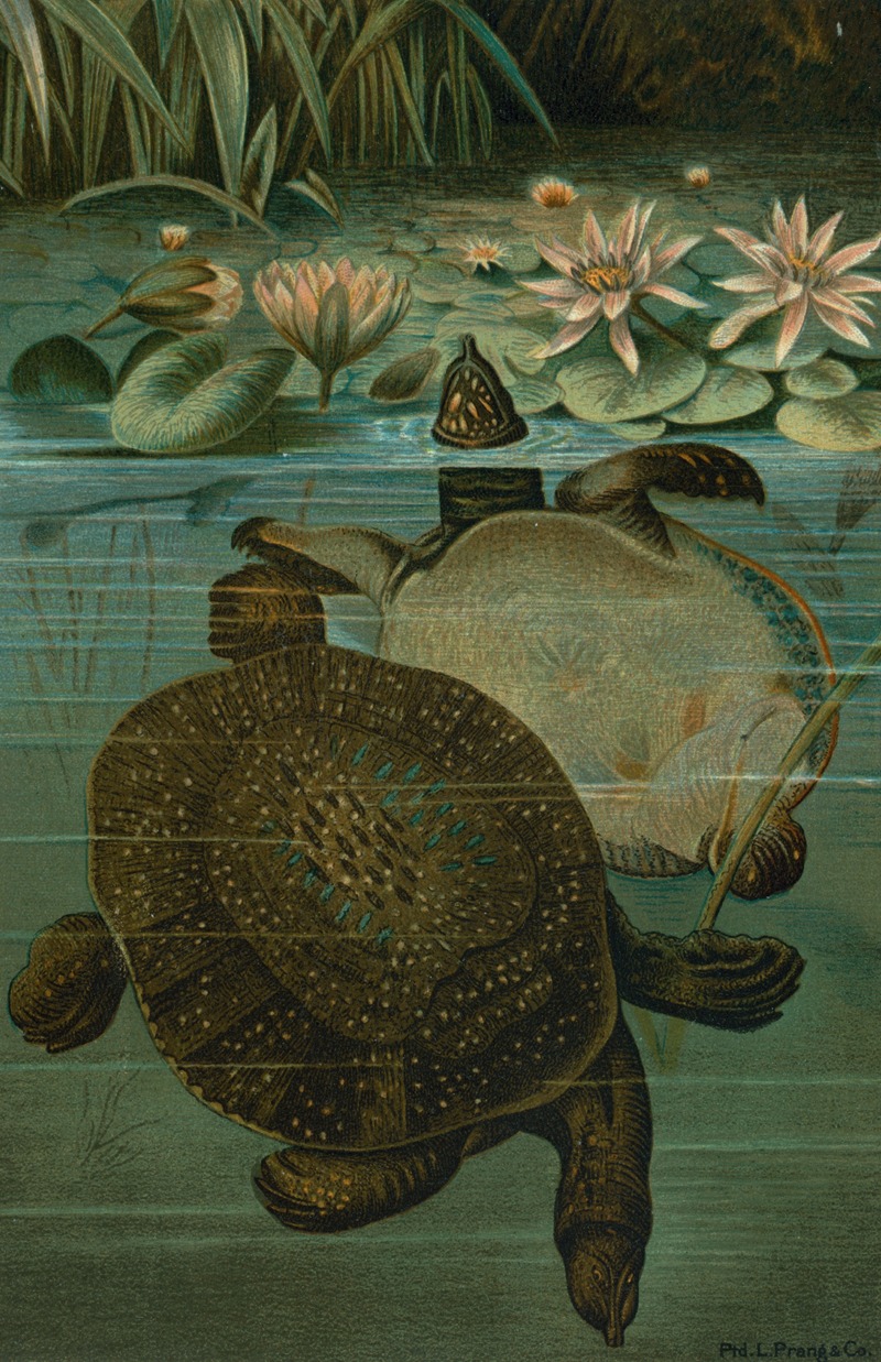 John George Wood - Soft Turtles.
