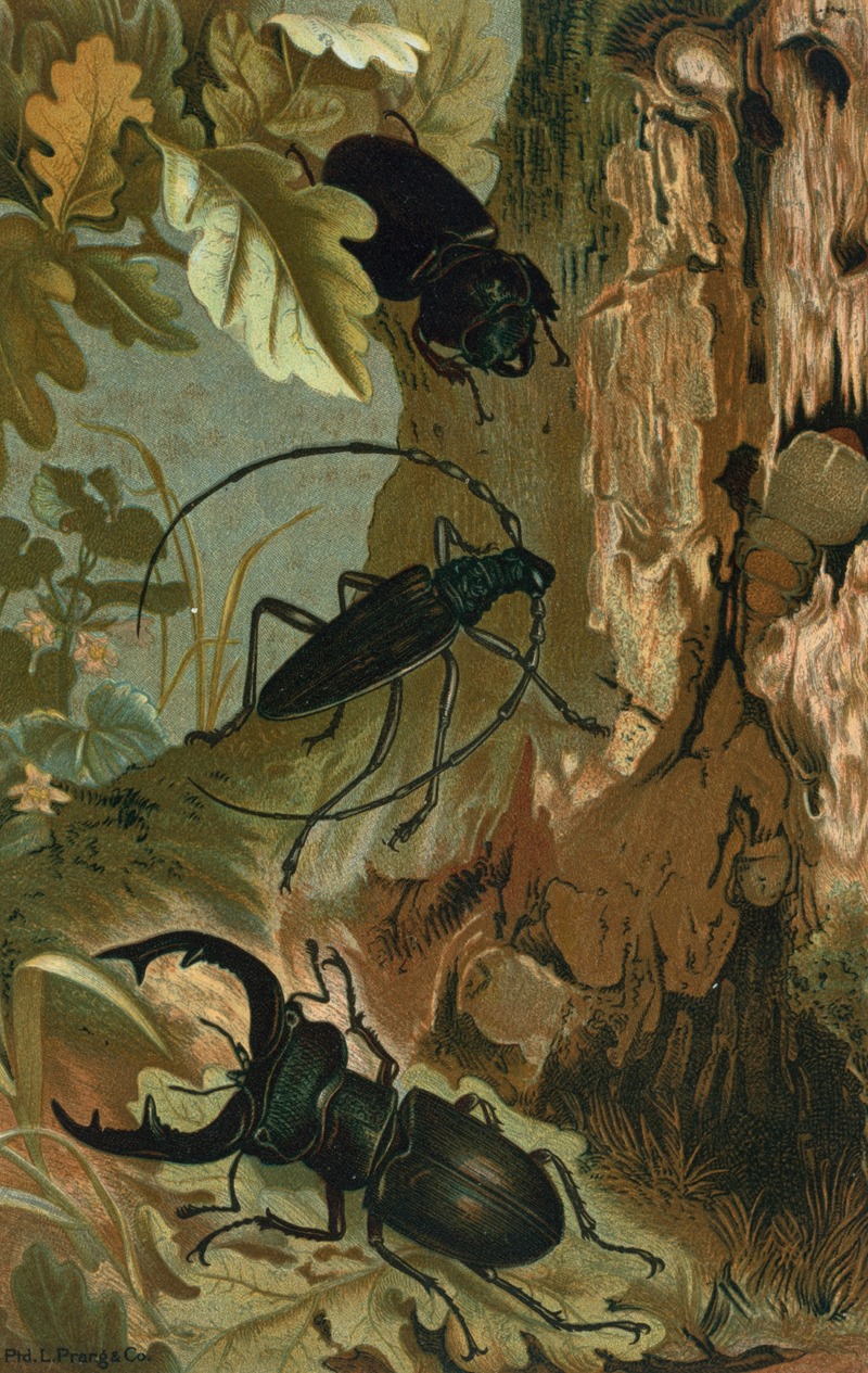 John George Wood - Stag Beetle, and Longicorn Beetle.