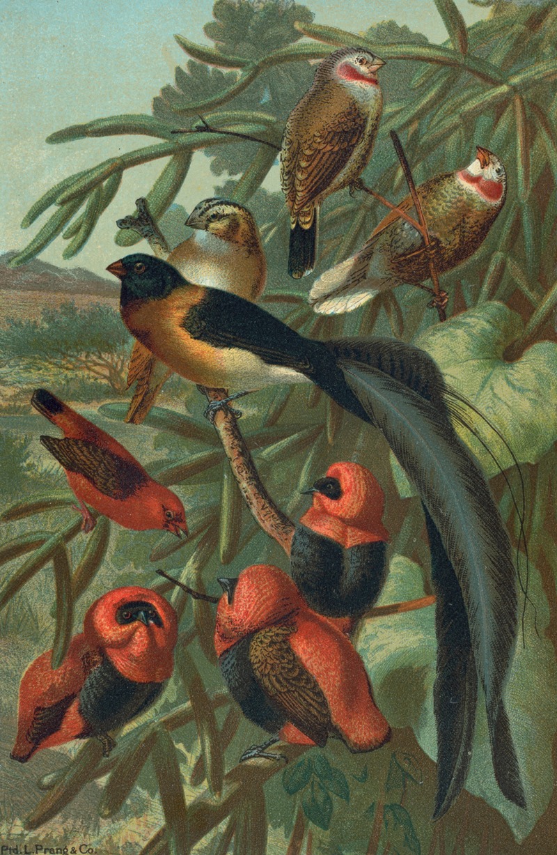 John George Wood - Weaver Birds.