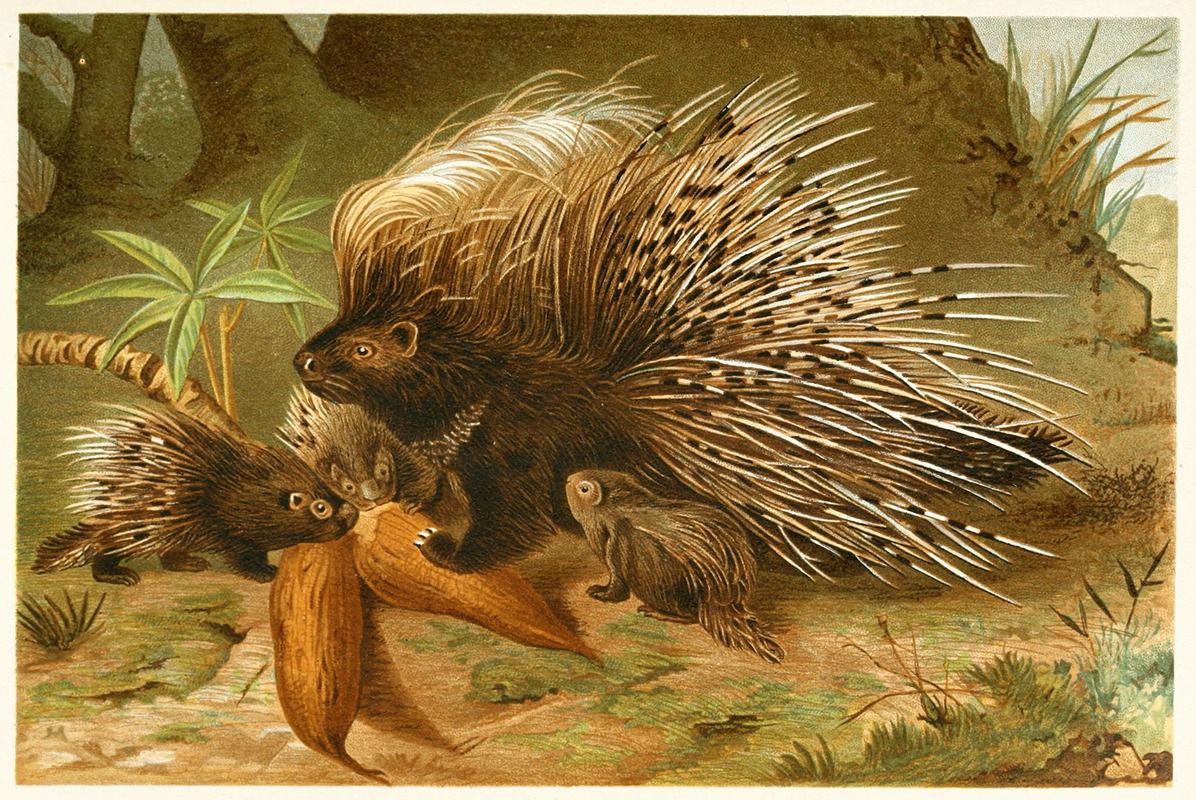 Anonymous - Crested Porcupine