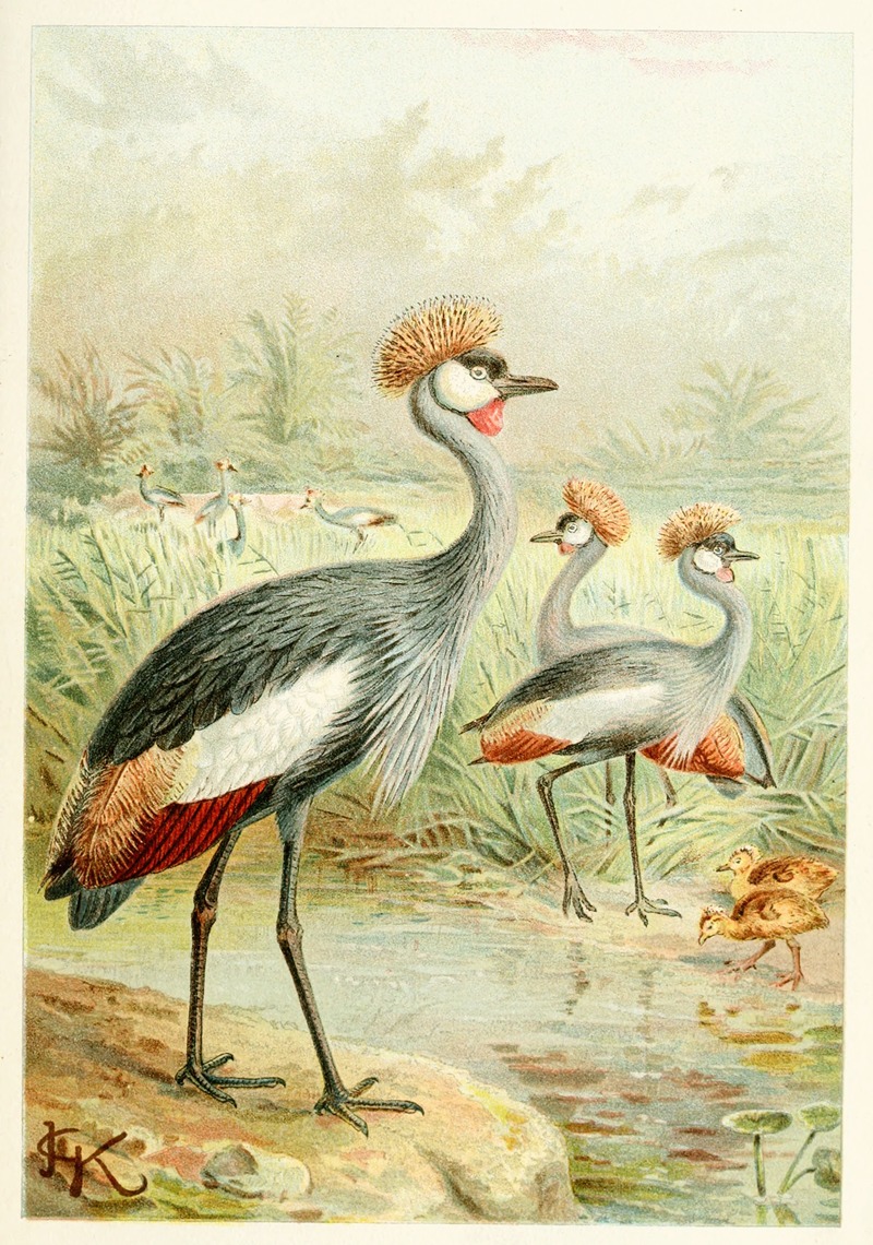 Anonymous - East African Balearic Crane