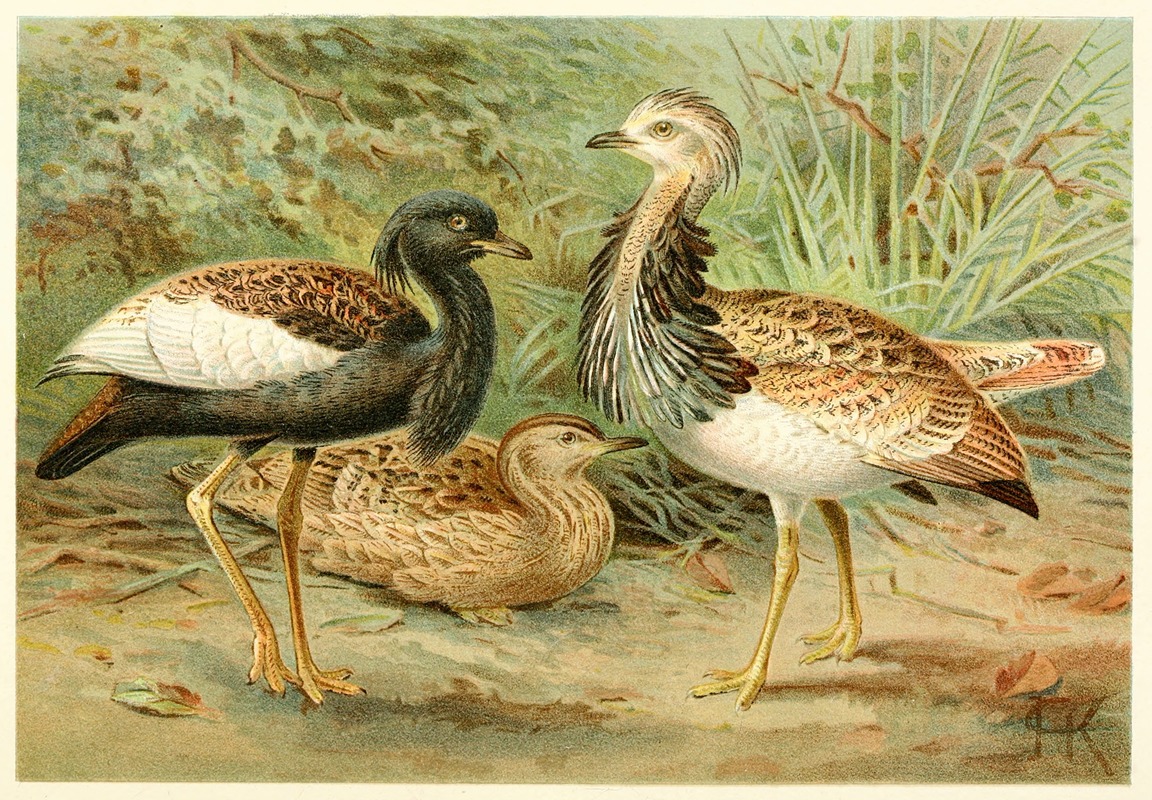 Anonymous - Florican and Macqueen’s Bustard