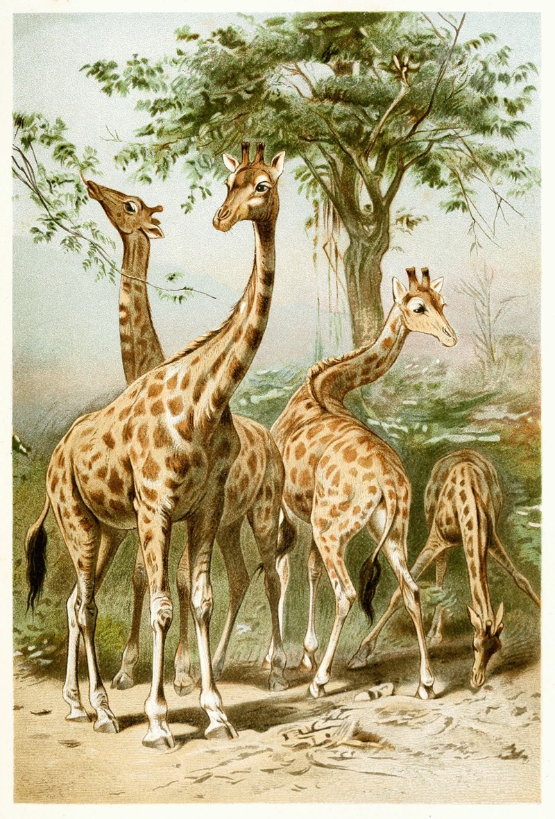 Anonymous - South African Giraffes
