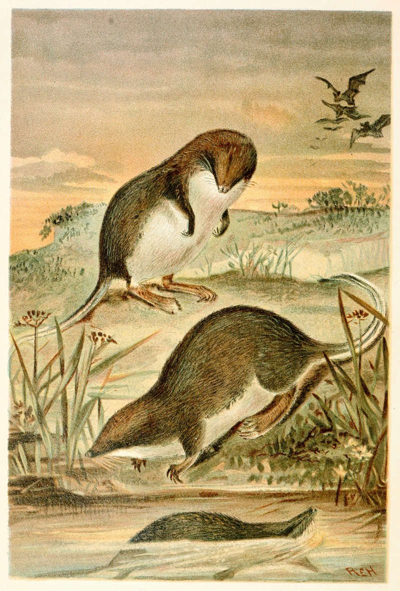Anonymous - Web-footed Shrews
