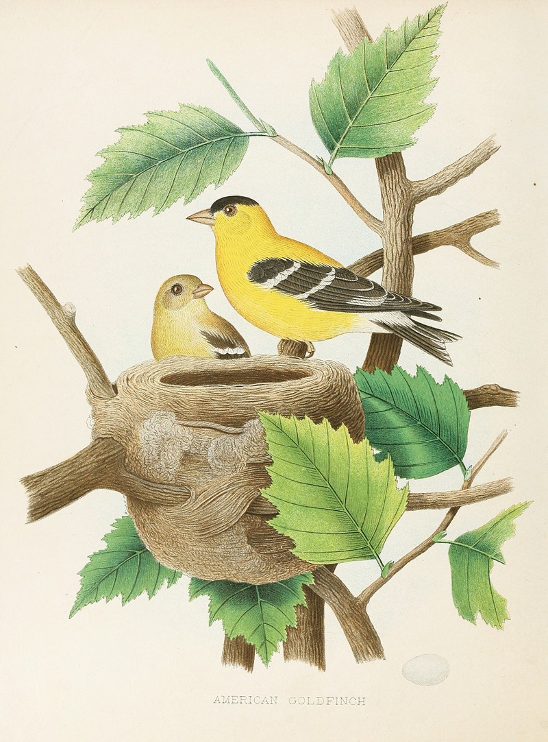 Edwin L. Sheppard - American Goldfinch