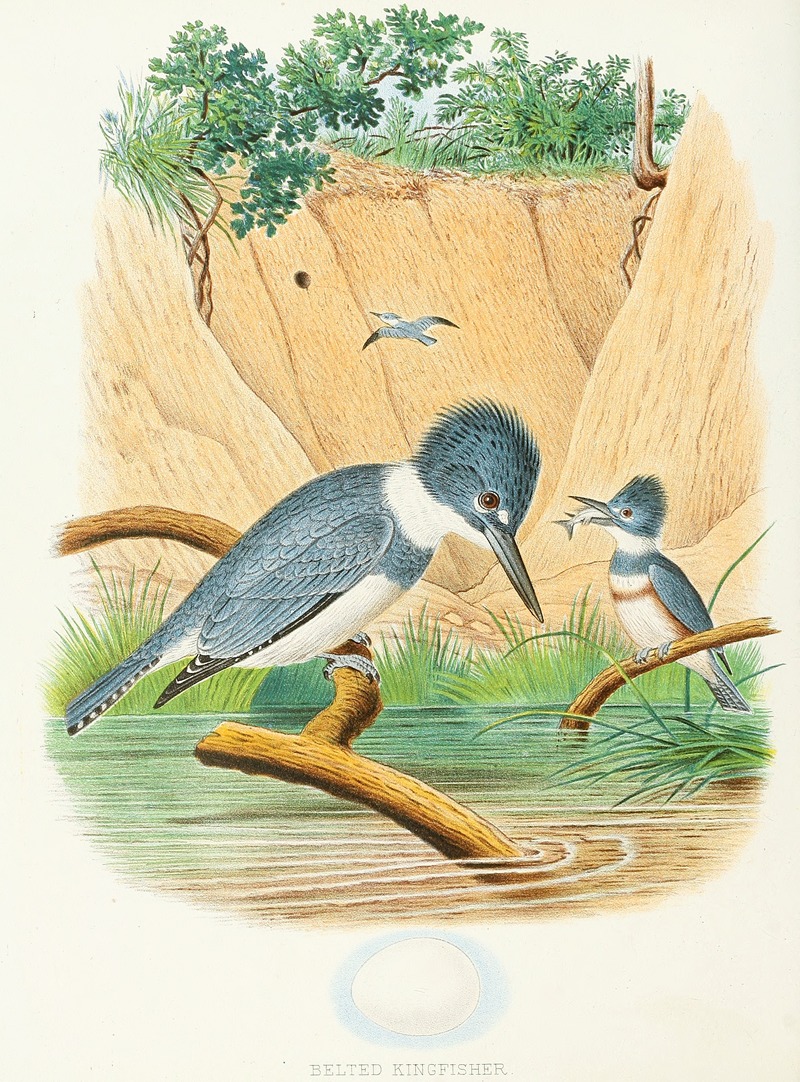 Edwin L. Sheppard - Belted Kingfisher