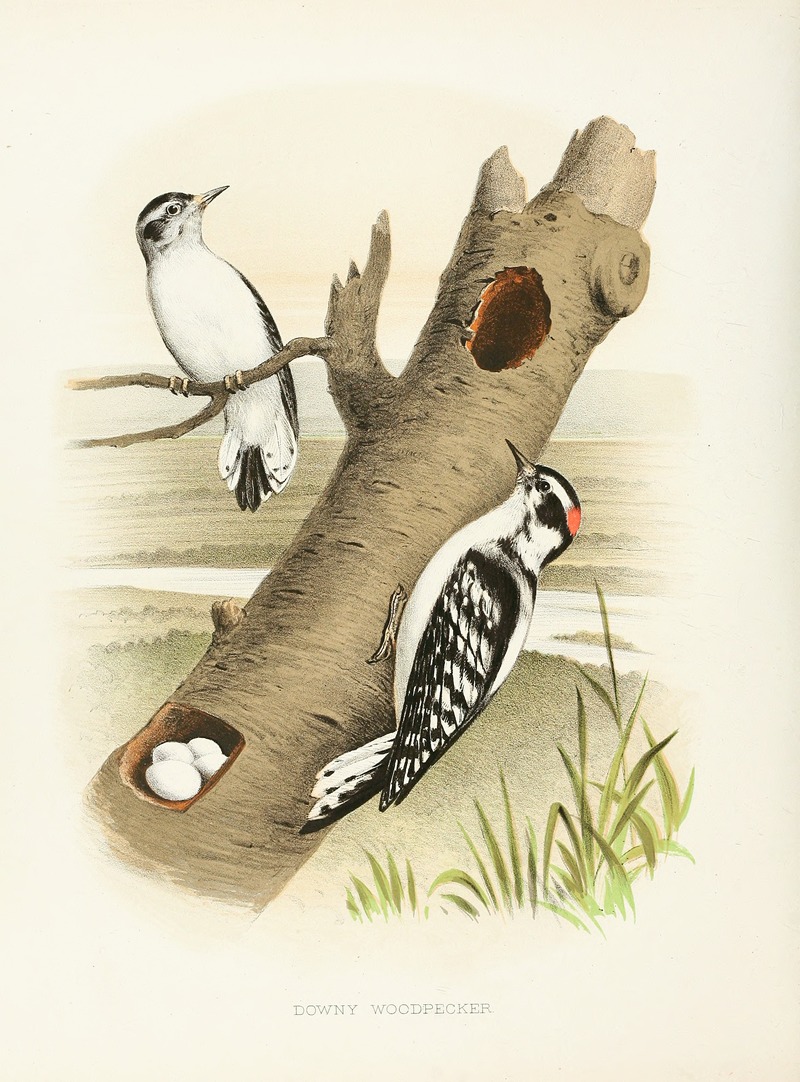 Edwin L. Sheppard - Downy Woodpecker
