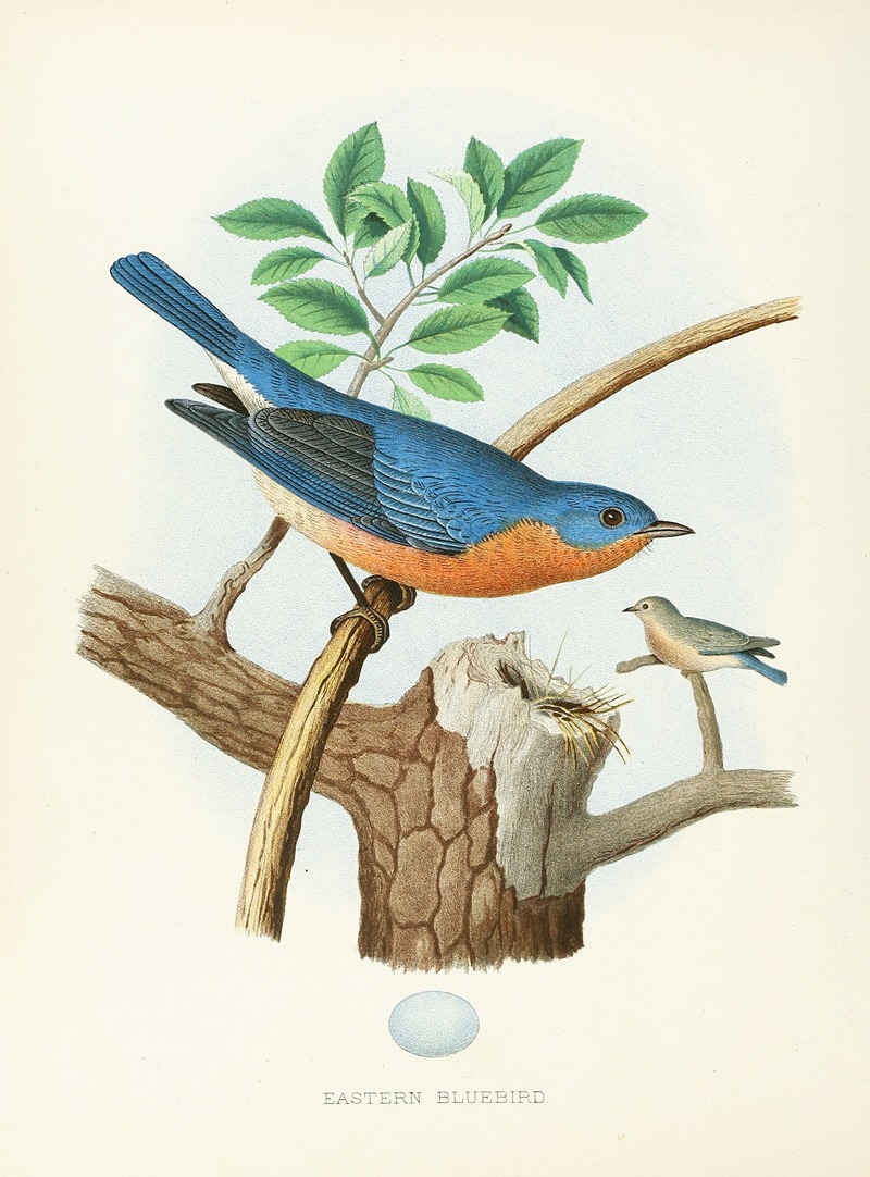 Edwin L. Sheppard - Eastern Bluebird