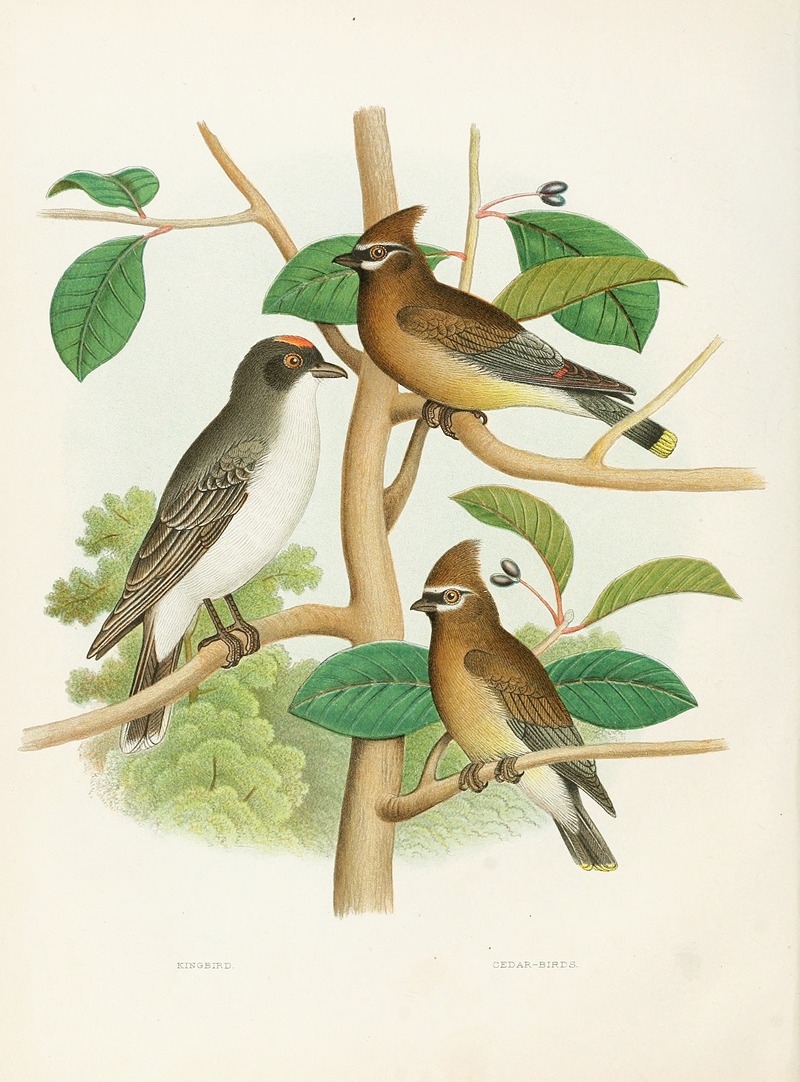 Edwin L. Sheppard - Kingbird, Cedar-birds