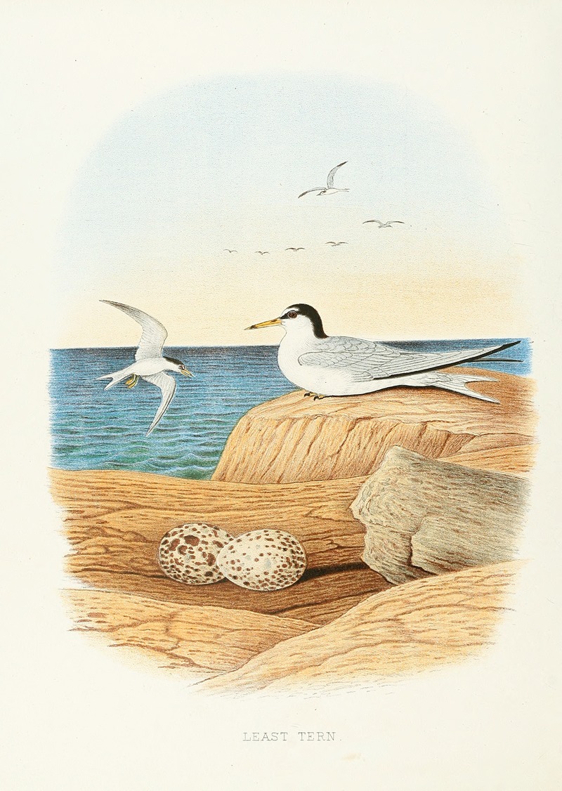 Edwin L. Sheppard - Least Tern