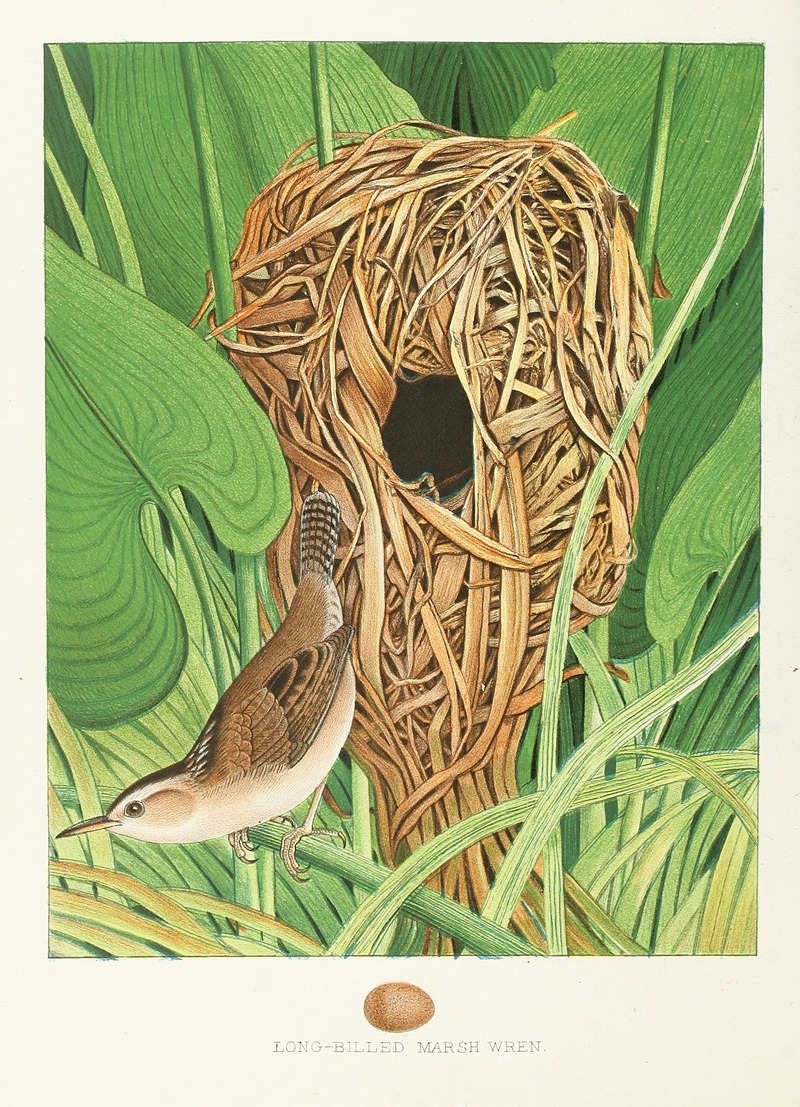 Edwin L. Sheppard - Long-billed Marsh Wren