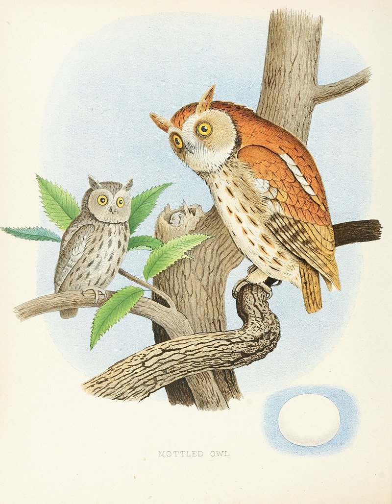 Edwin L. Sheppard - Mottled Owl