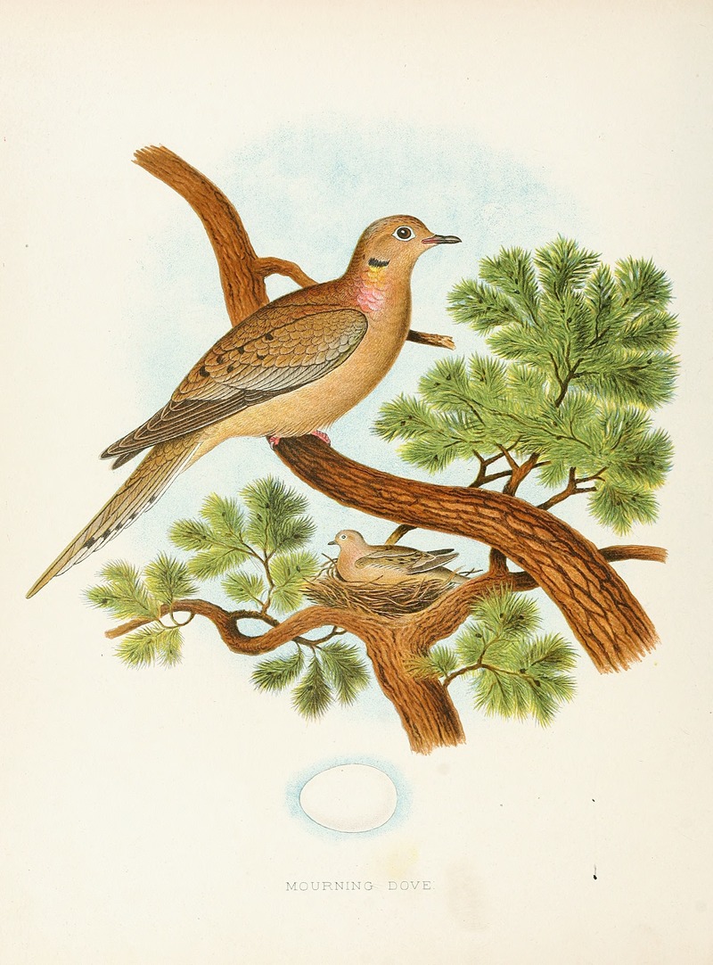 Edwin L. Sheppard - Mourning Dove