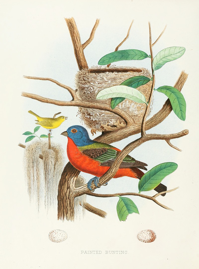 Edwin L. Sheppard - Painted Bunting