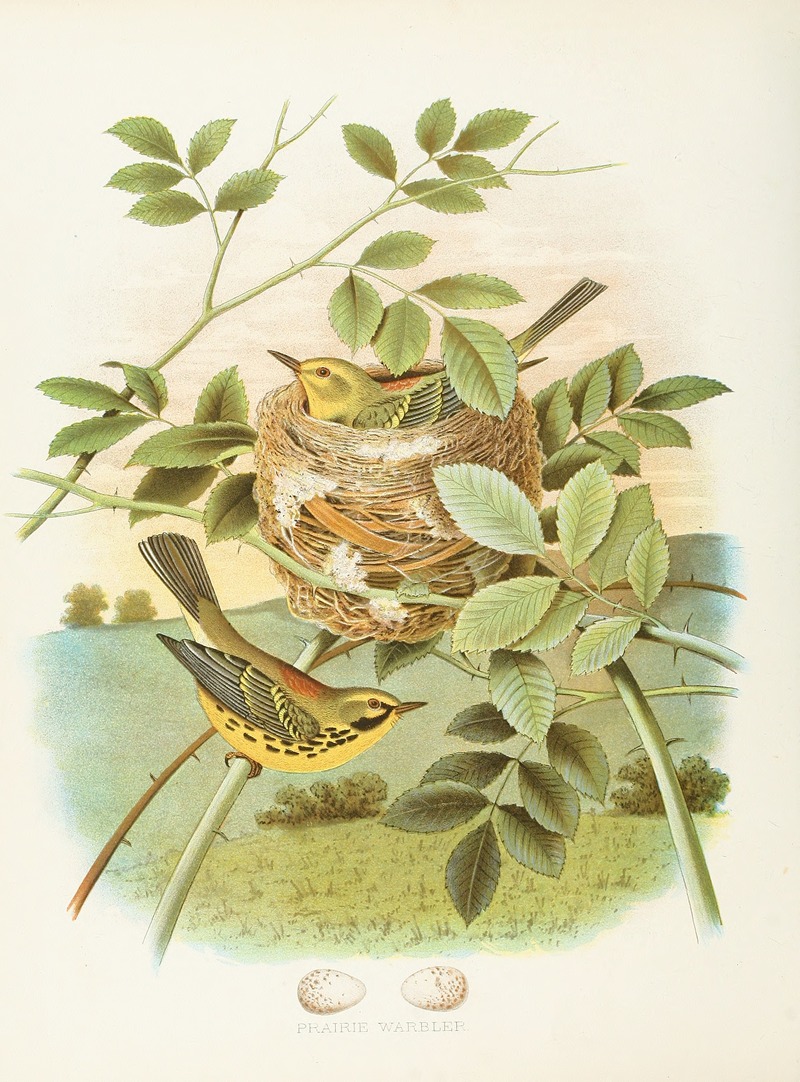 Edwin L. Sheppard - Prairie Warbler