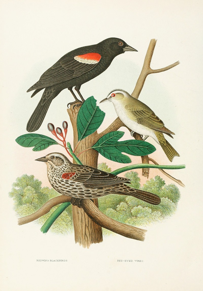 Edwin L. Sheppard - Redwing Blackbird, Red-eyed Vireo