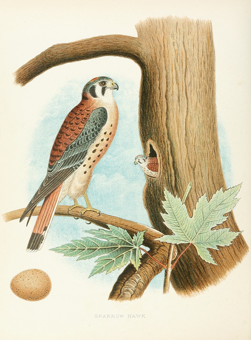 Edwin L. Sheppard - Sparrow Hawk