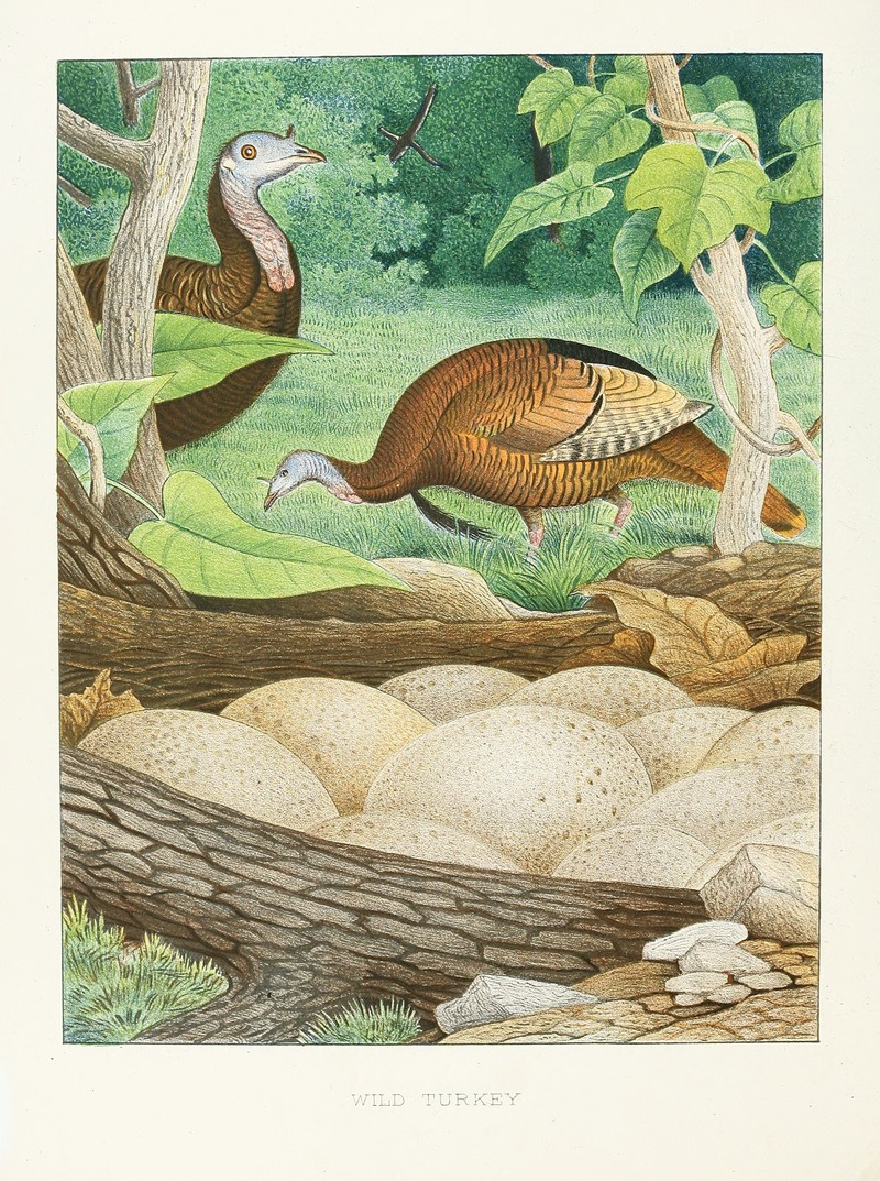 Edwin L. Sheppard - Wild Turkey