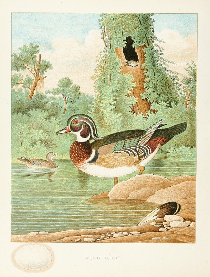 Edwin L. Sheppard - Wood Duck