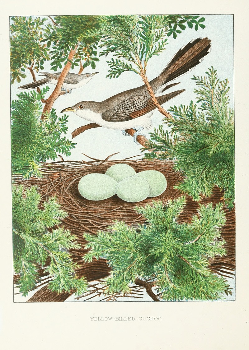 Edwin L. Sheppard - Yellow-billed Cuckoo