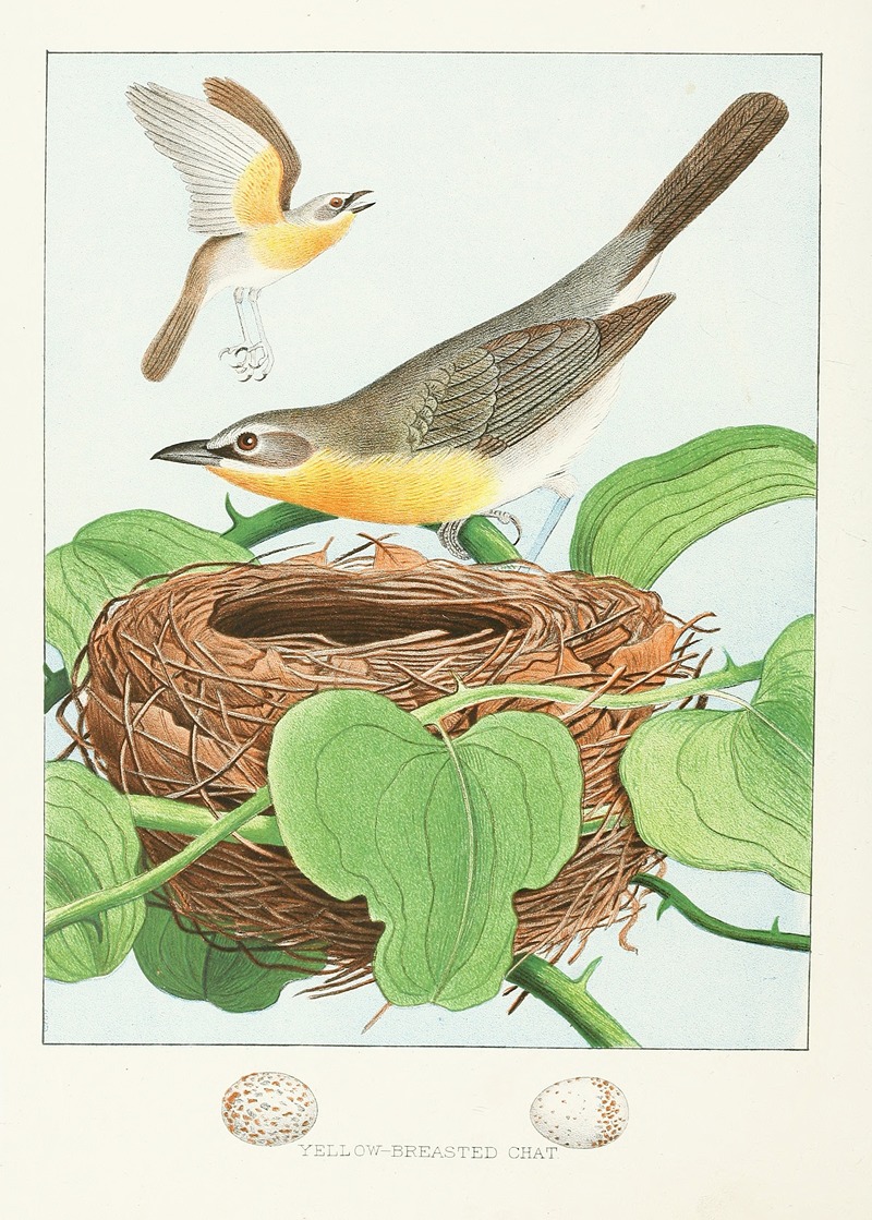 Edwin L. Sheppard - Yellow-breasted Chat