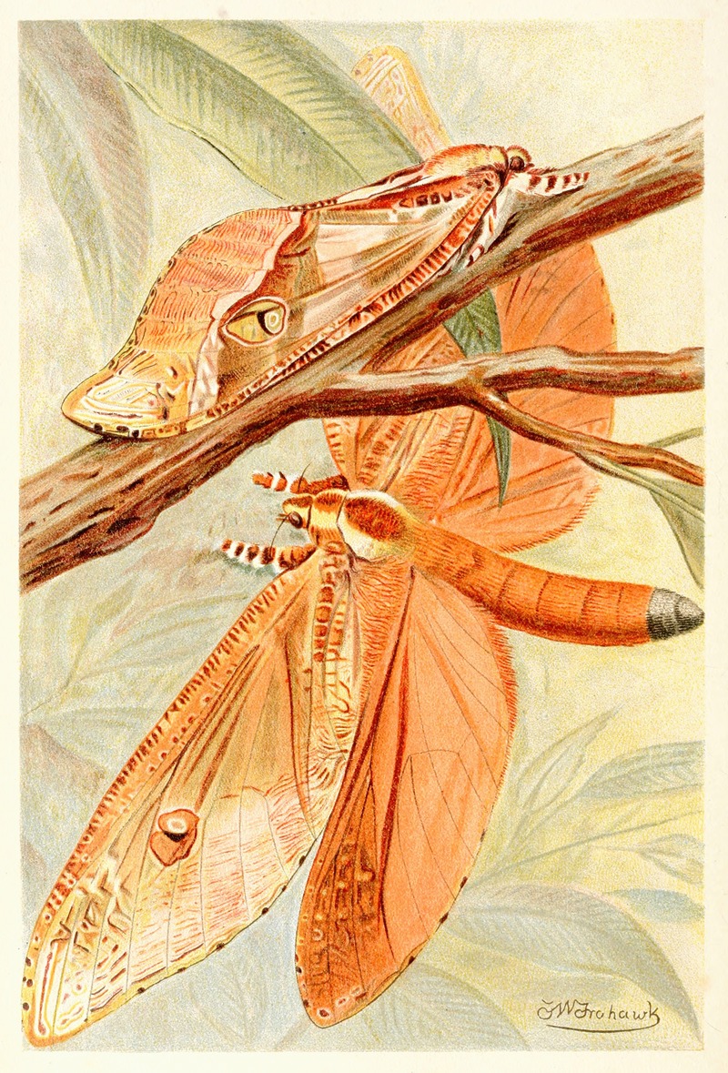 Frederick William Frohawk - Giant Swift Moth