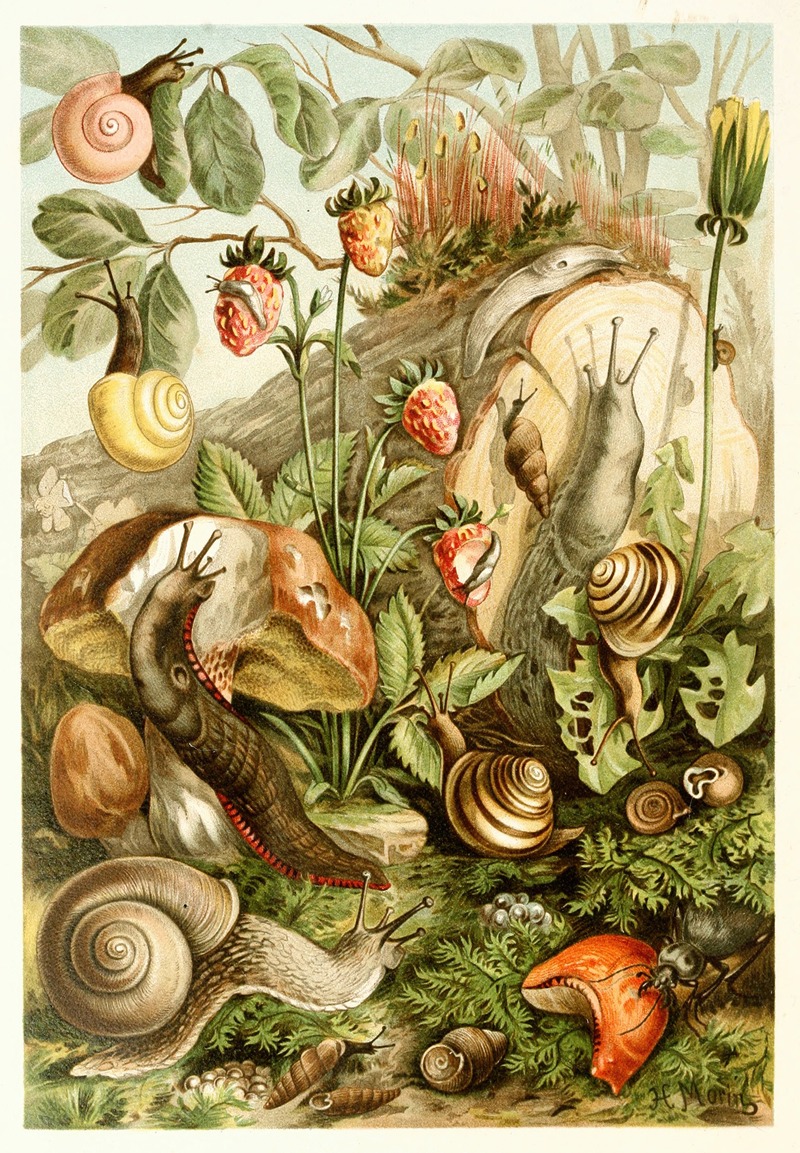 H. Morin - Land molluscs
