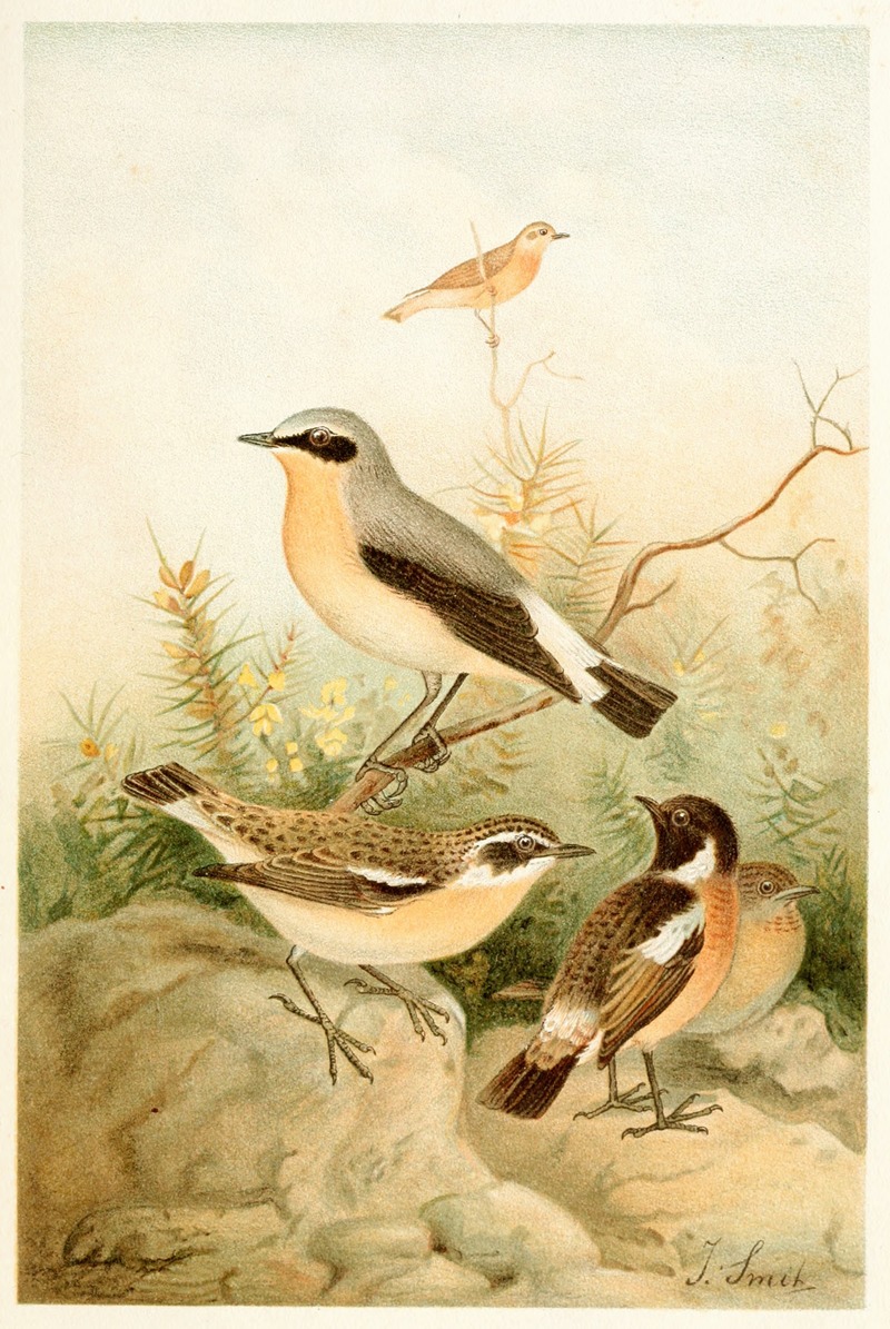 Joseph Smit - Wheatear, Stonechat and Whinchat
