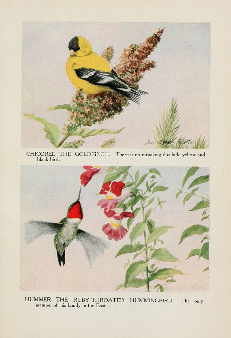 Louis Agassiz Fuertes - Chicoree the Goldfinch, Hummer the Ruby-throated Hummingbird