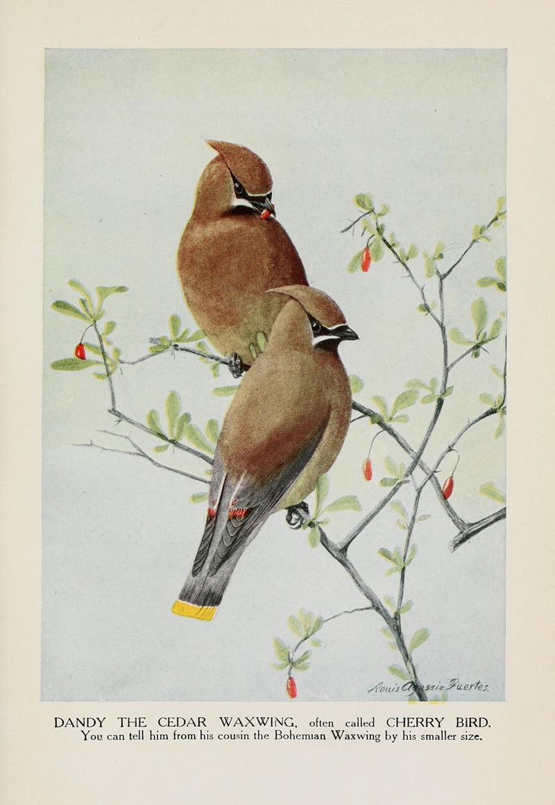 Louis Agassiz Fuertes - Dandy the Cedar Waxwing (Cherry Bird)