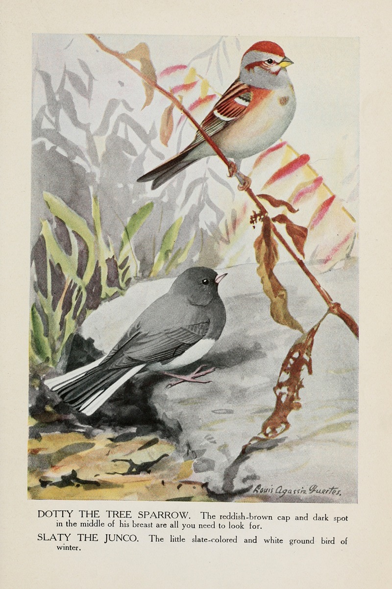 Louis Agassiz Fuertes - Dotty the Tree Sparrow, Slaty the Junco