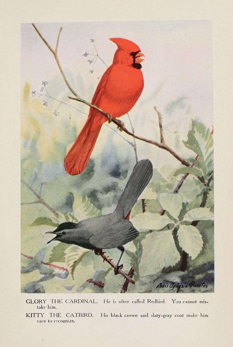 Louis Agassiz Fuertes - Glory the Cardinal, Kitty the Catbird