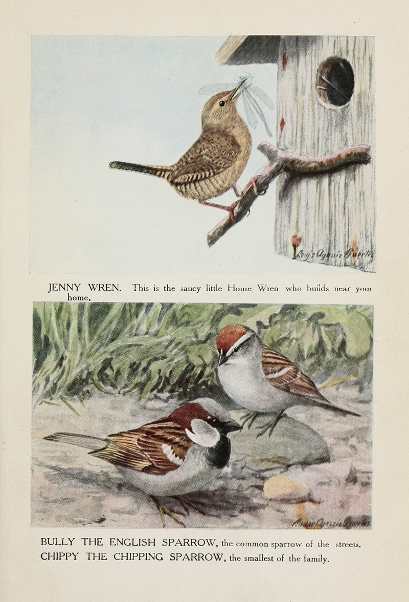 Louis Agassiz Fuertes - Jenny Wren, Bully the English Sparrow, Chippy the Chipping Sparrow