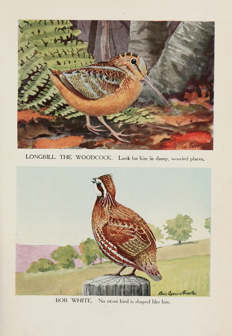 Louis Agassiz Fuertes - Longbill the Woodcock, Bob White