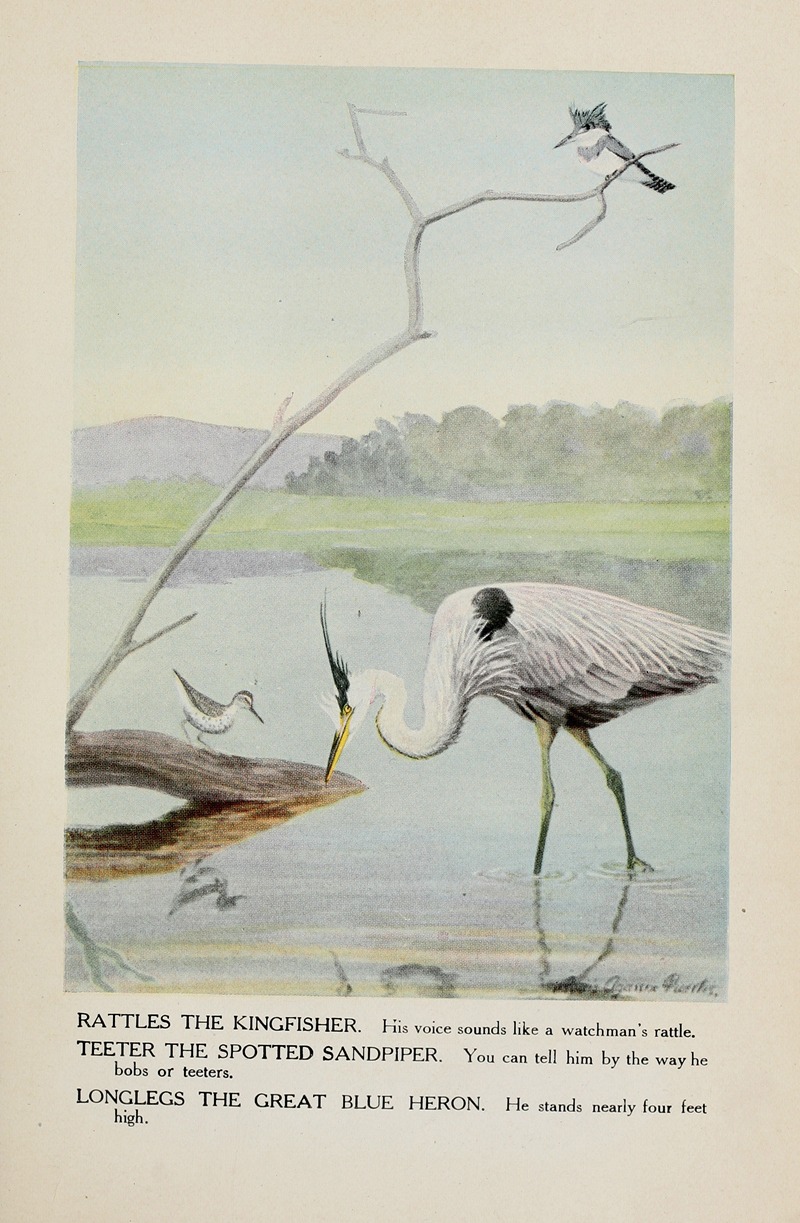 Louis Agassiz Fuertes - Rattles the Kingfisher, Teeter the Spotted Sandpiper, Longlegs the Great Blue Heron