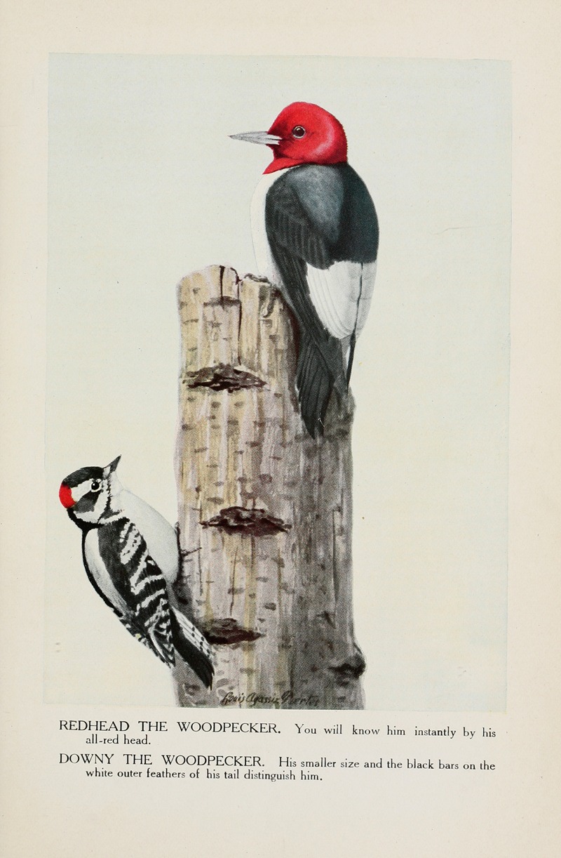 Louis Agassiz Fuertes - Redhead the Woodpecker, Downy the Woodpecker