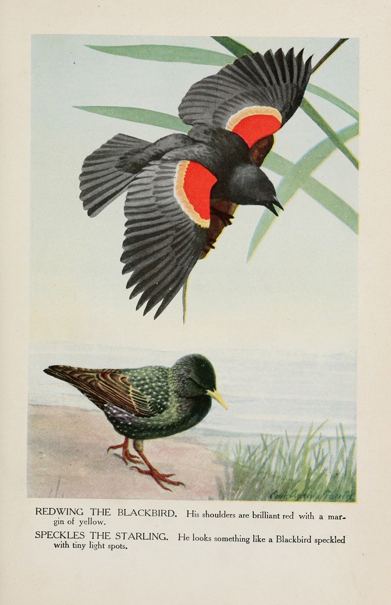 Louis Agassiz Fuertes - Redwing the Blackbird, Speckles the Starling